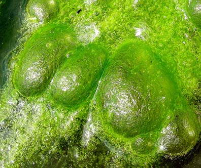 algae