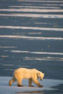 Polar Bear on melting ice